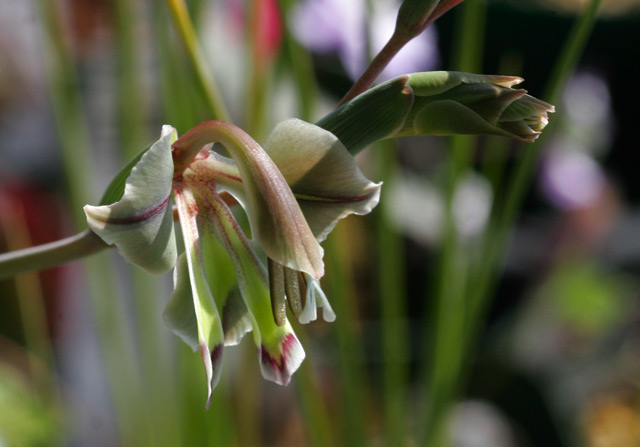 Gladiolus orchidiflorus