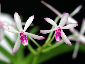 Neostylis Pinky