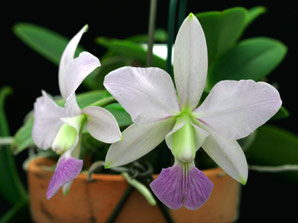 C. walkeriana var. coelurea 'Iwashita'