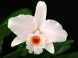 Lc. Memoria Alberto Wenzel 'Domyoji'